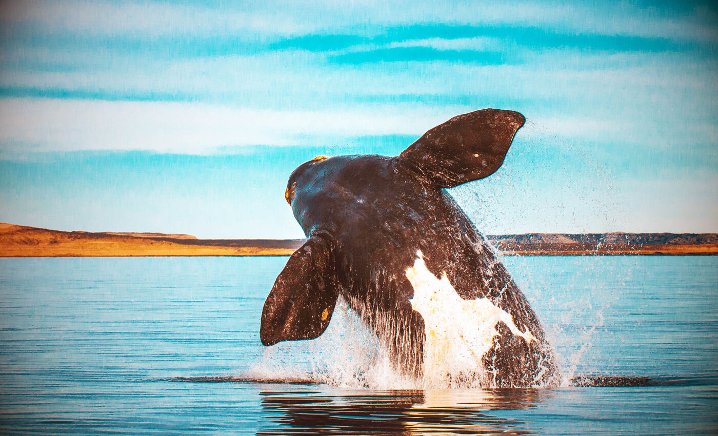 Where have all the North Atlantic right whales gone?