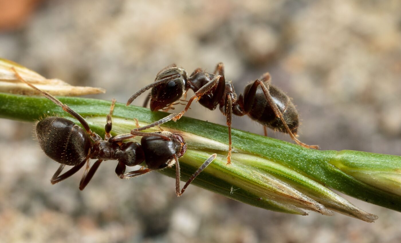 Newly discovered Leptanilla ant named after Harry Potter villain