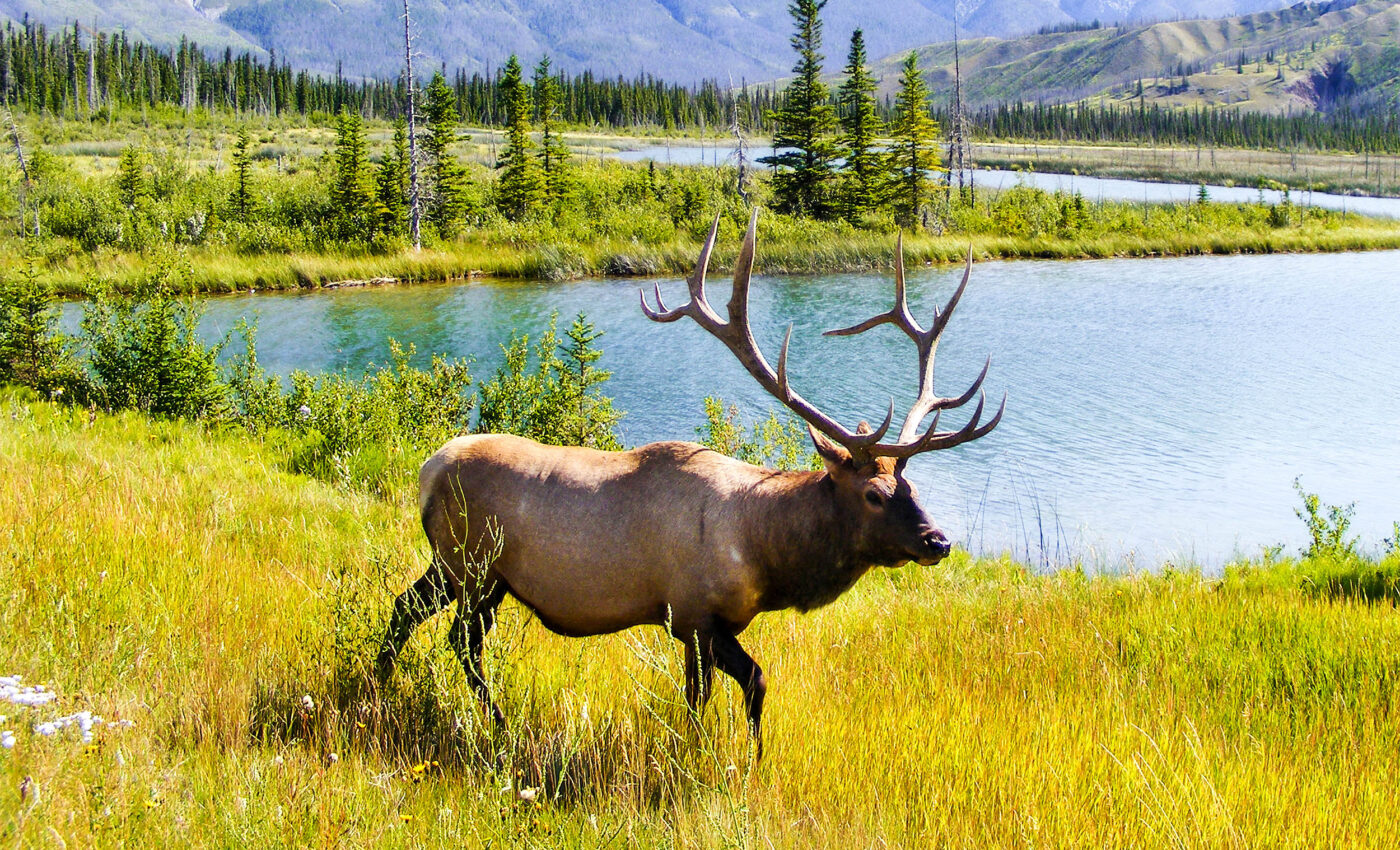 New survey maps help protect U.S. ungulate migration