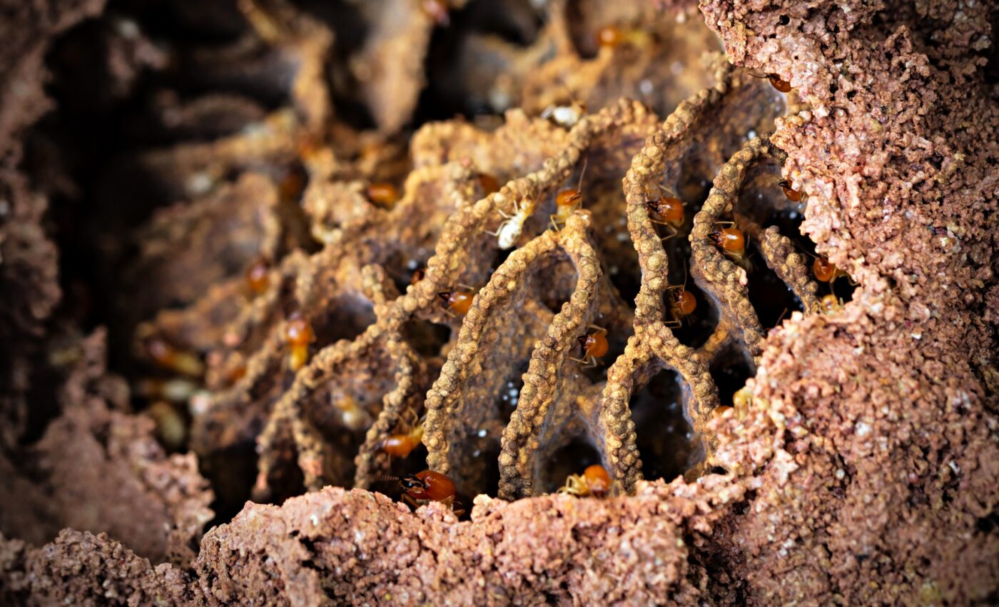 Termites are nature's architects, building well-ventilated nests