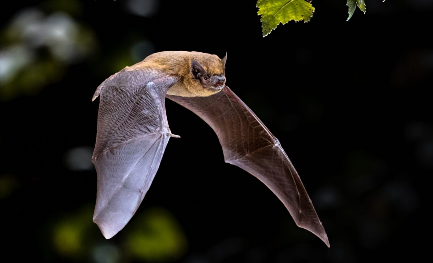 Bats assist farmers by consuming harmful pests