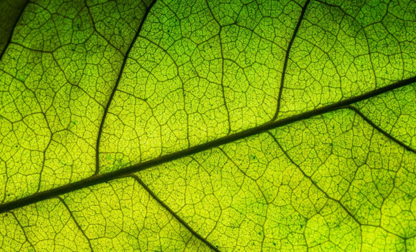 Plants had complex leaf vein networks 200 million years ago