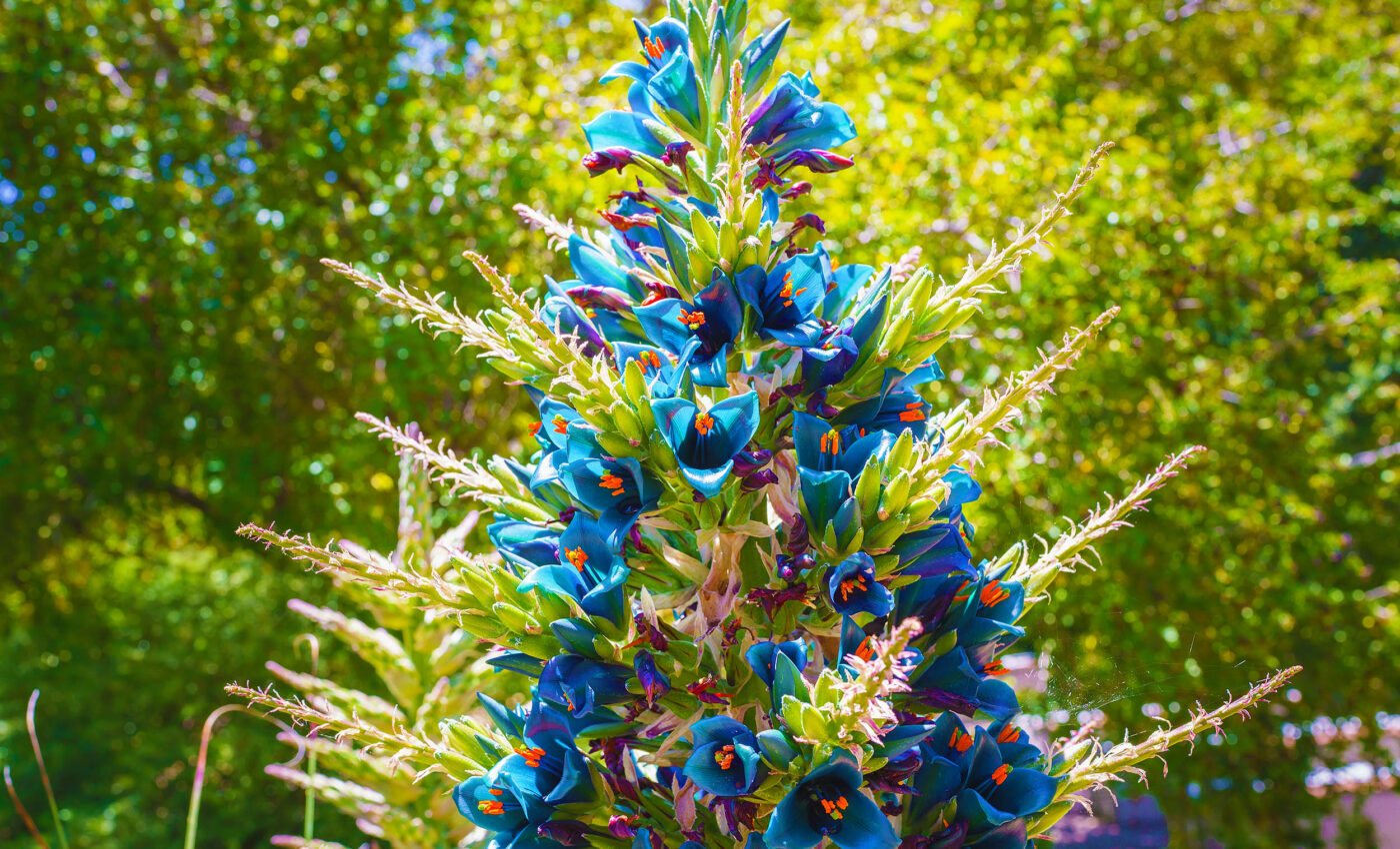 Rare 'Sapphire Tower' plant blooms for the first time in a decade