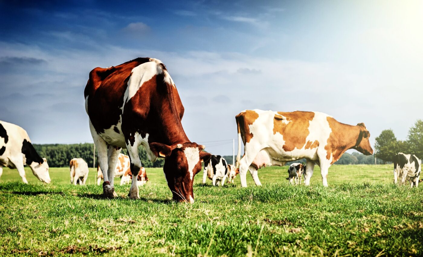 Including animals in carbon cycle models boosts ecosystem health