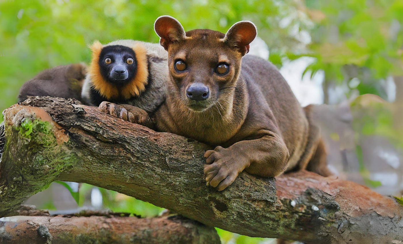 Endangered lemurs are now prey for equally endangered 'fosas'