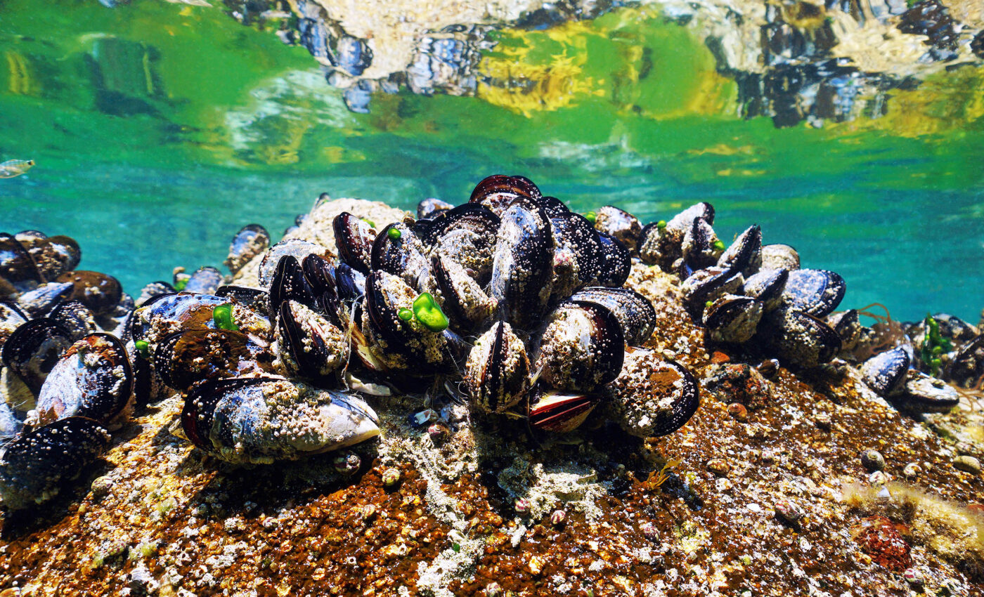 Mussel shells are becoming highly porous due to warming waters from climate change