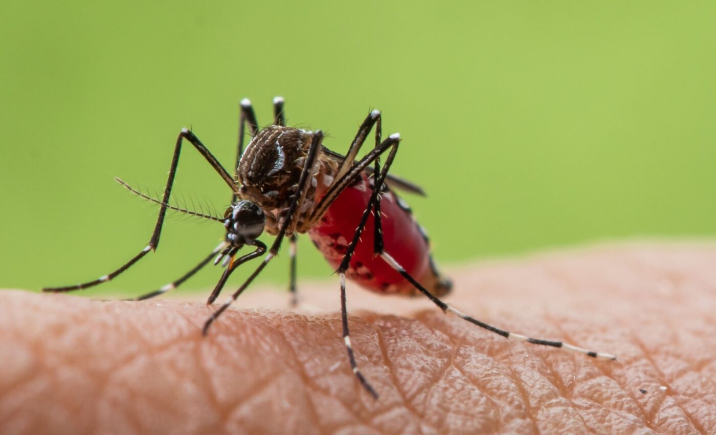 Mosquito-borne diseases are a growing threat in a warming world