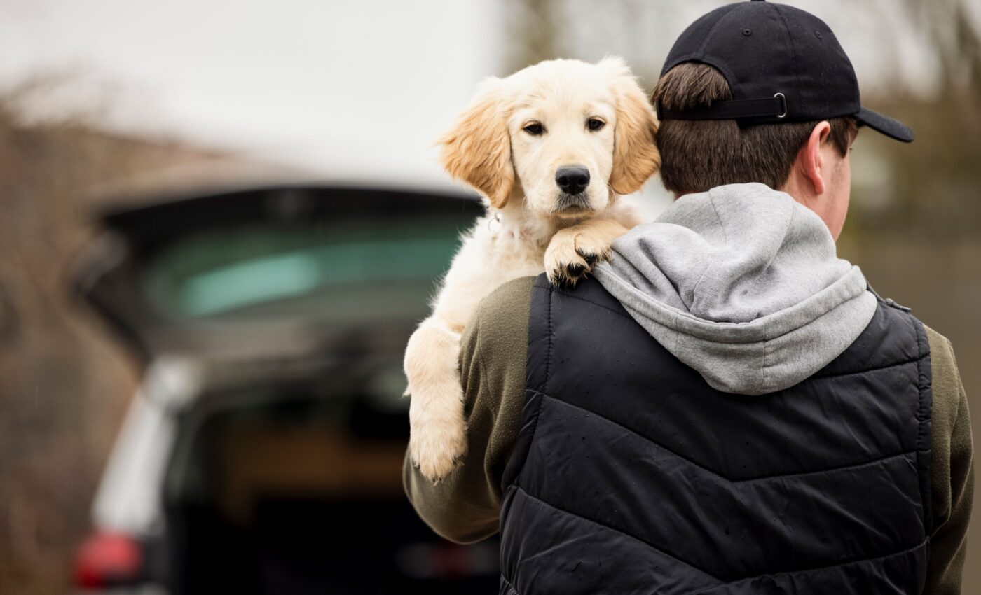 Heartache from dog theft is as intense as losing a loved one