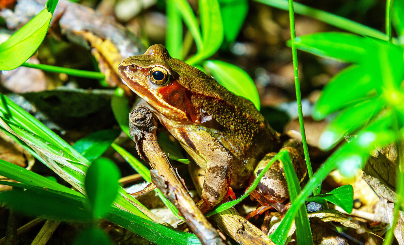 Wood frogs achieved significant biological evolution in just 25 years