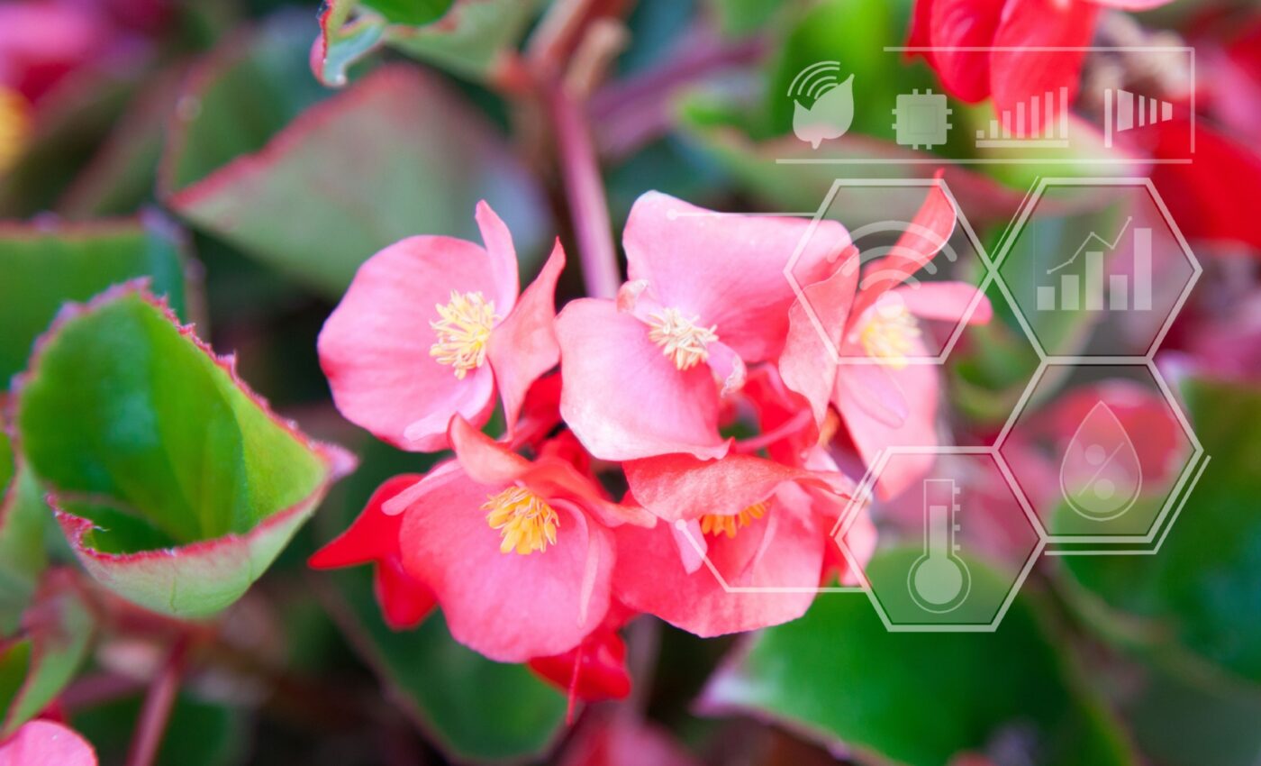 Flowering plants finally have a comprehensive "DNA tree of life"