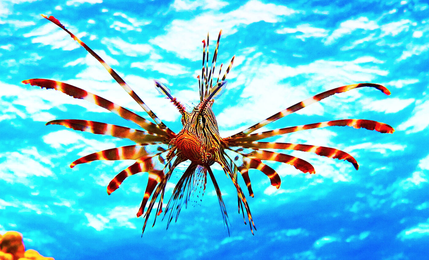 Invasive lionfish continue conquering global marine ecosystems