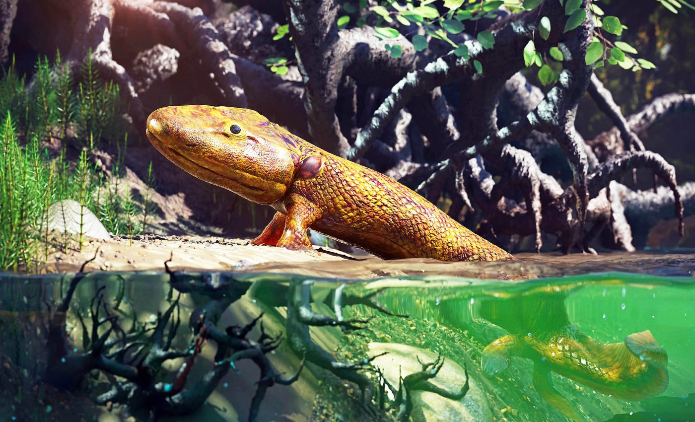 Fossils explain how fish evolved to walk out of the water to live on land