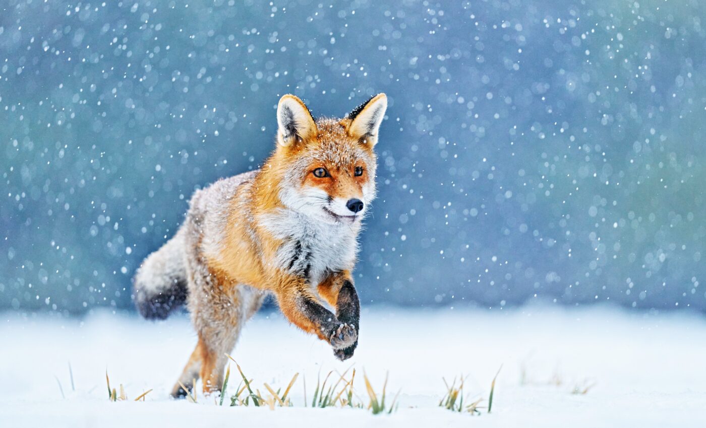 How can a fox dive headfirst into snow? It's all in the snout