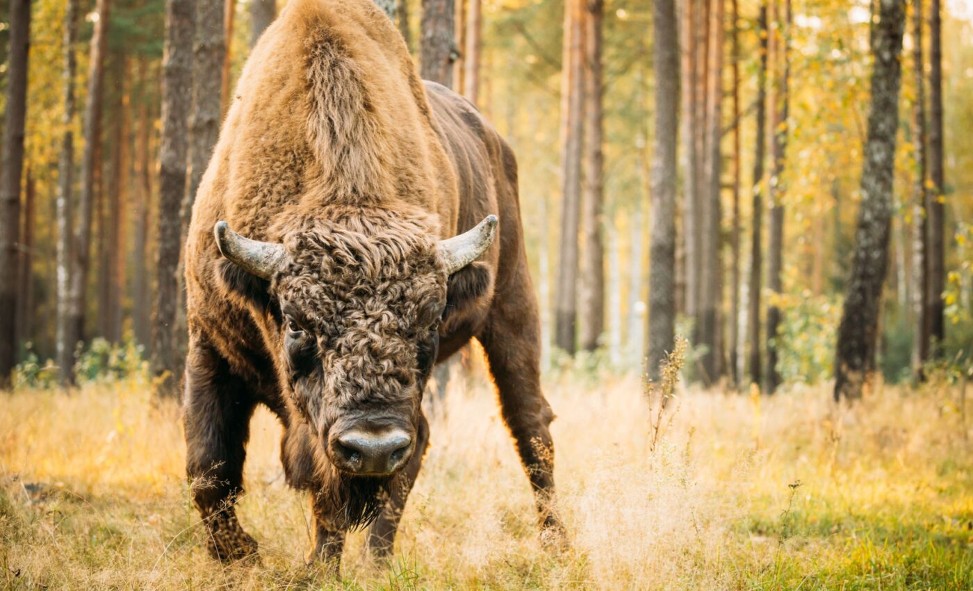 European bison, once nearly extinct, thrive in southern Spain