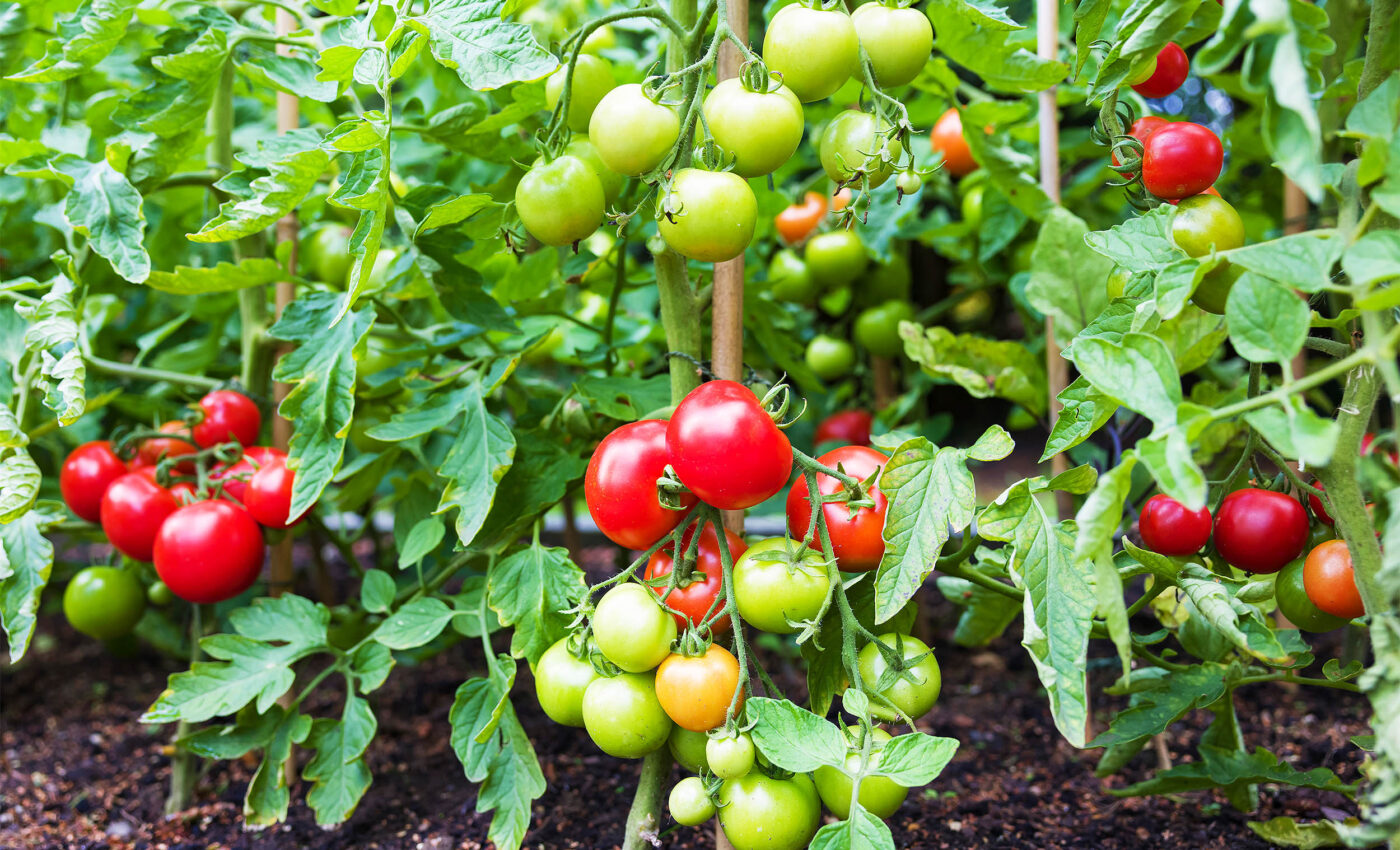Tomatoes live in their own ‘parallel universe’ in the plant kingdom
