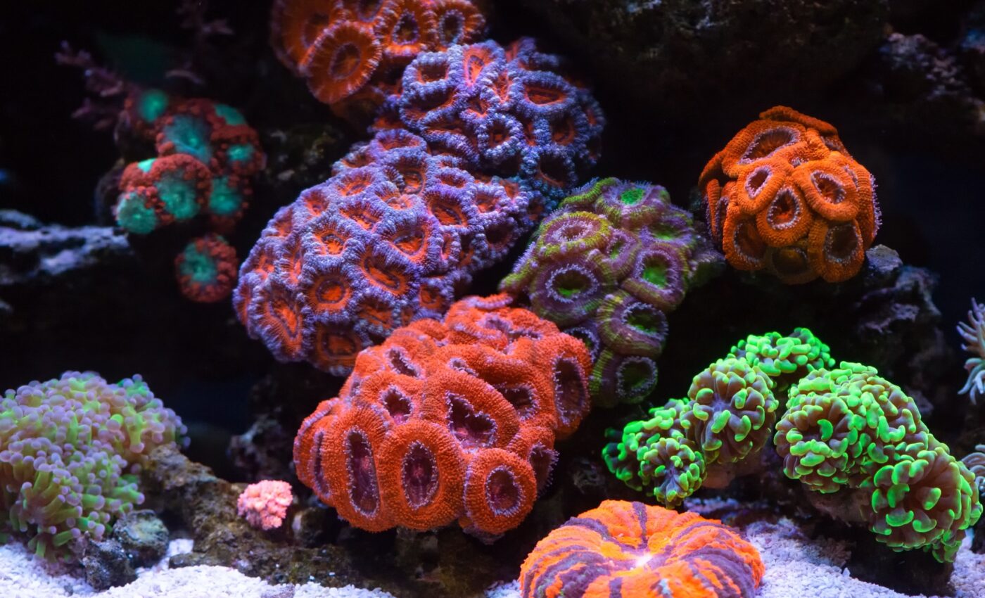 Coral disease is pushing Caribbean reefs toward extinction