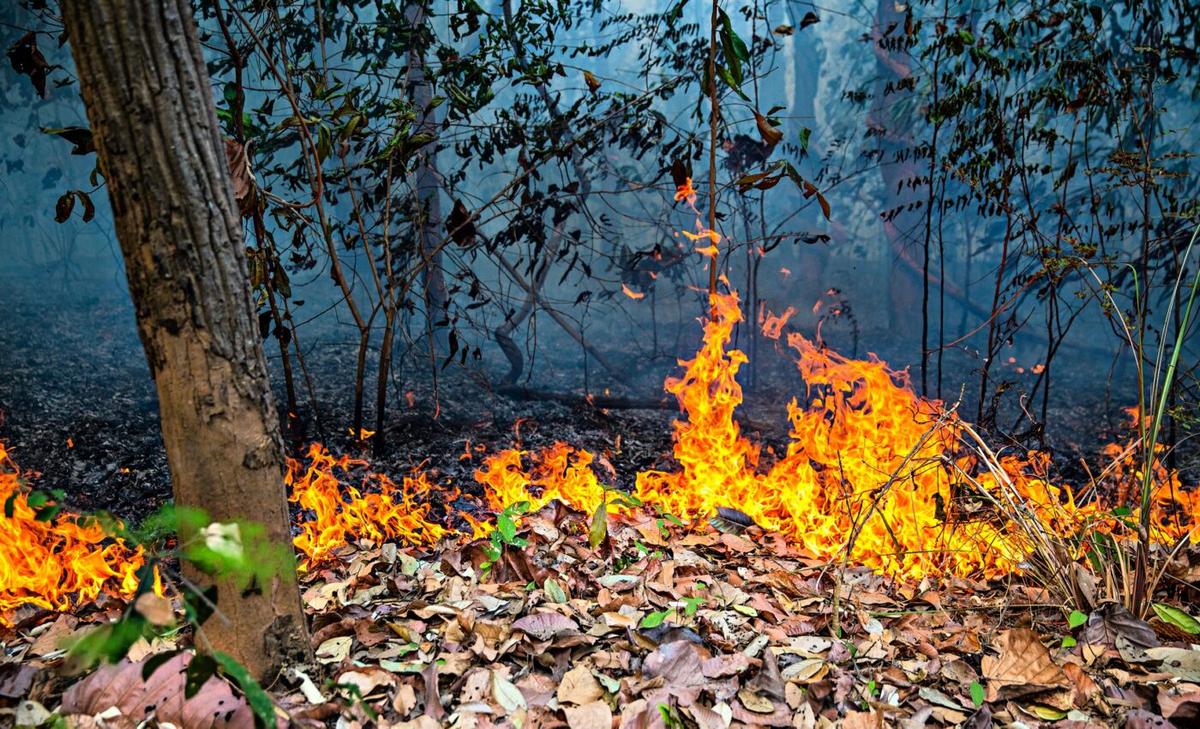 An aerial view of the Amazon rainforest on fire