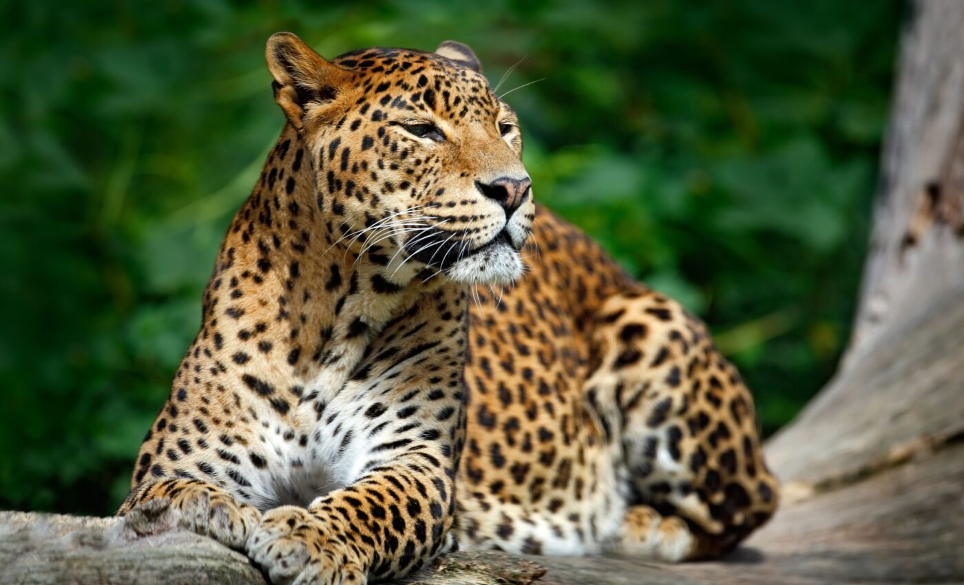 South Africa's leopards have the highest genetic diversity