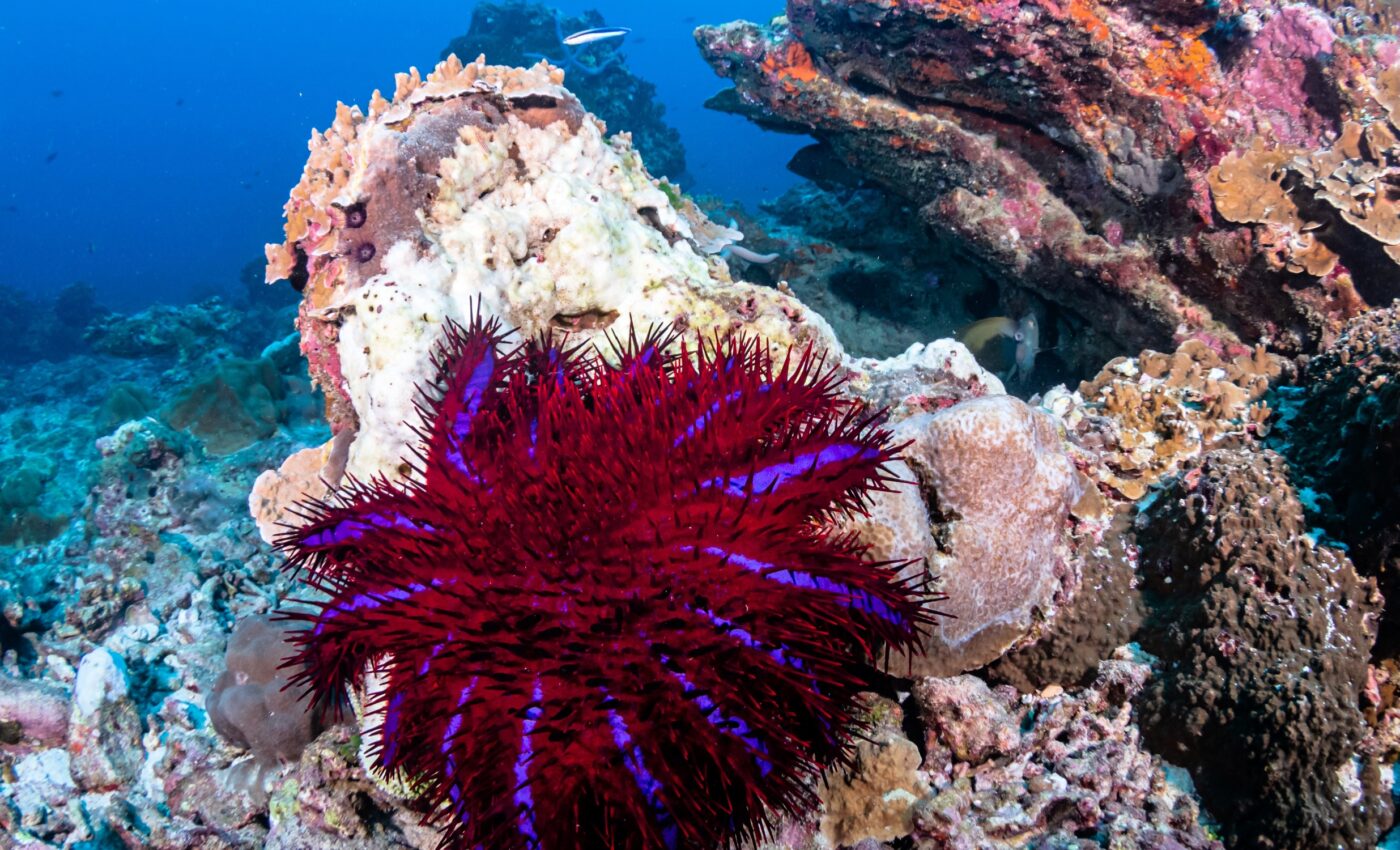 "Crown-of-thorns" starfish genetics may help protect reefs