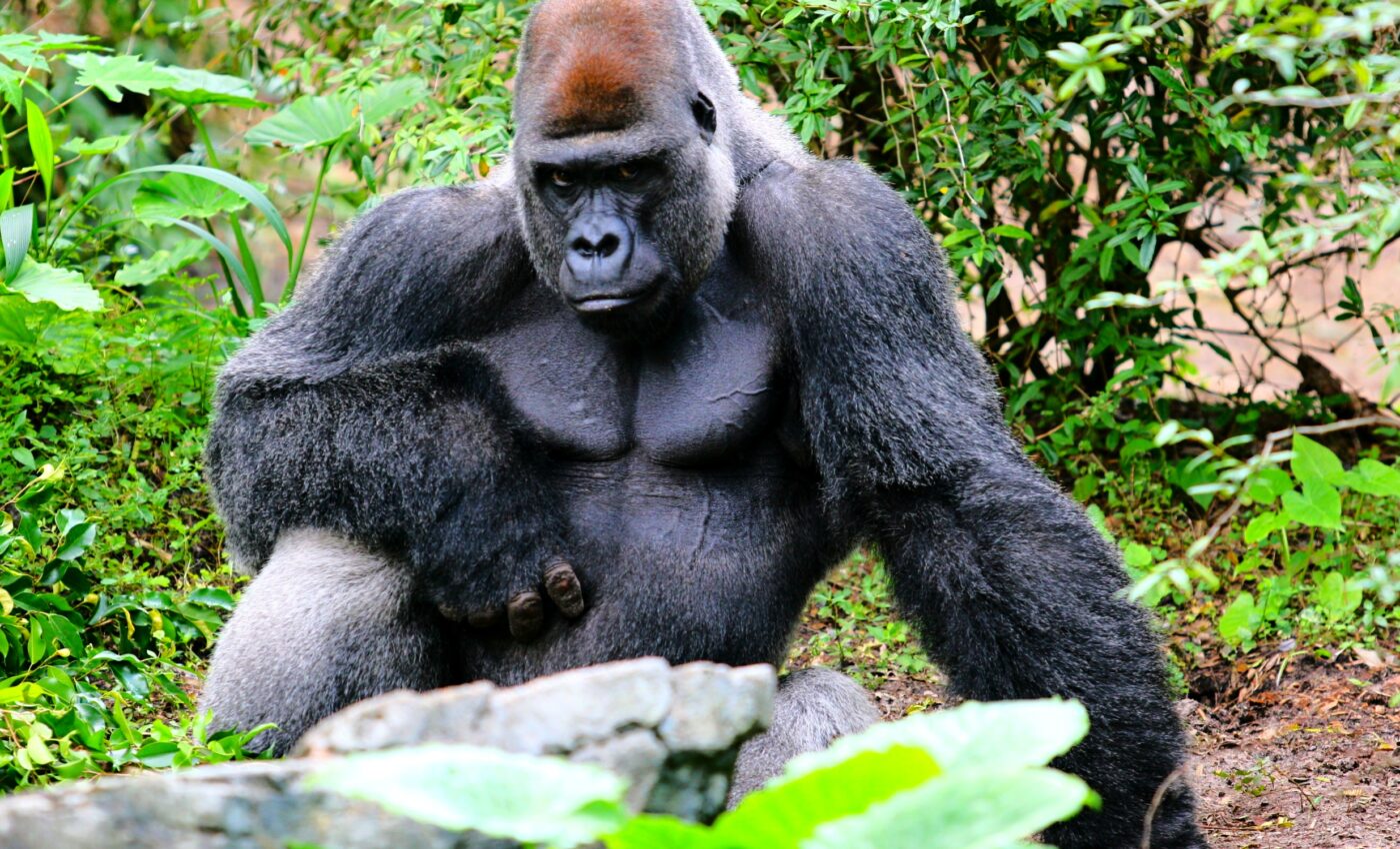 Same genes that cause human infertility made gorilla penises small