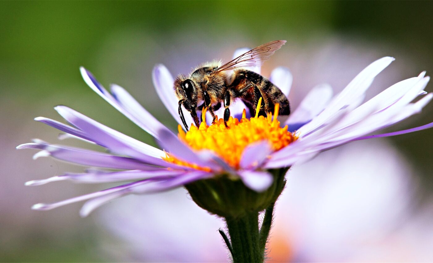 Most pollinators face extinction risk due to climate change