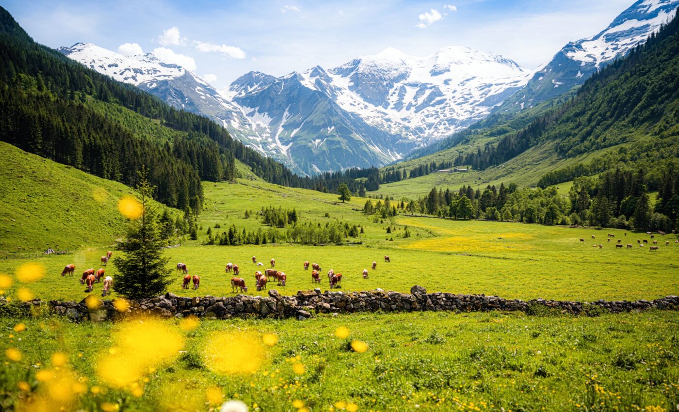 Grasslands are a critical component of global agriculture and ecosystems