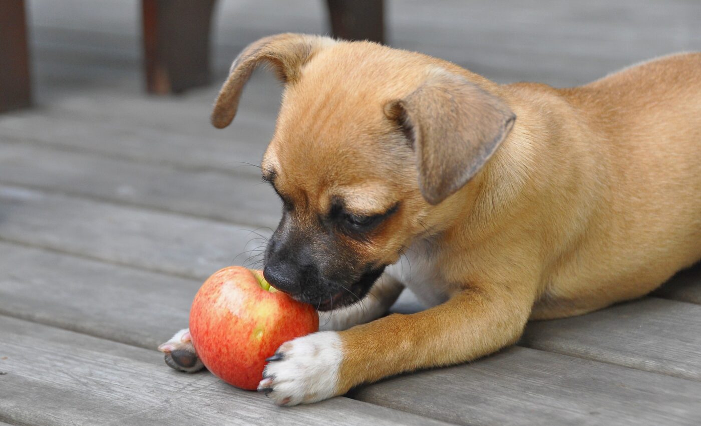 Vegan diets may not be best for dogs, after all