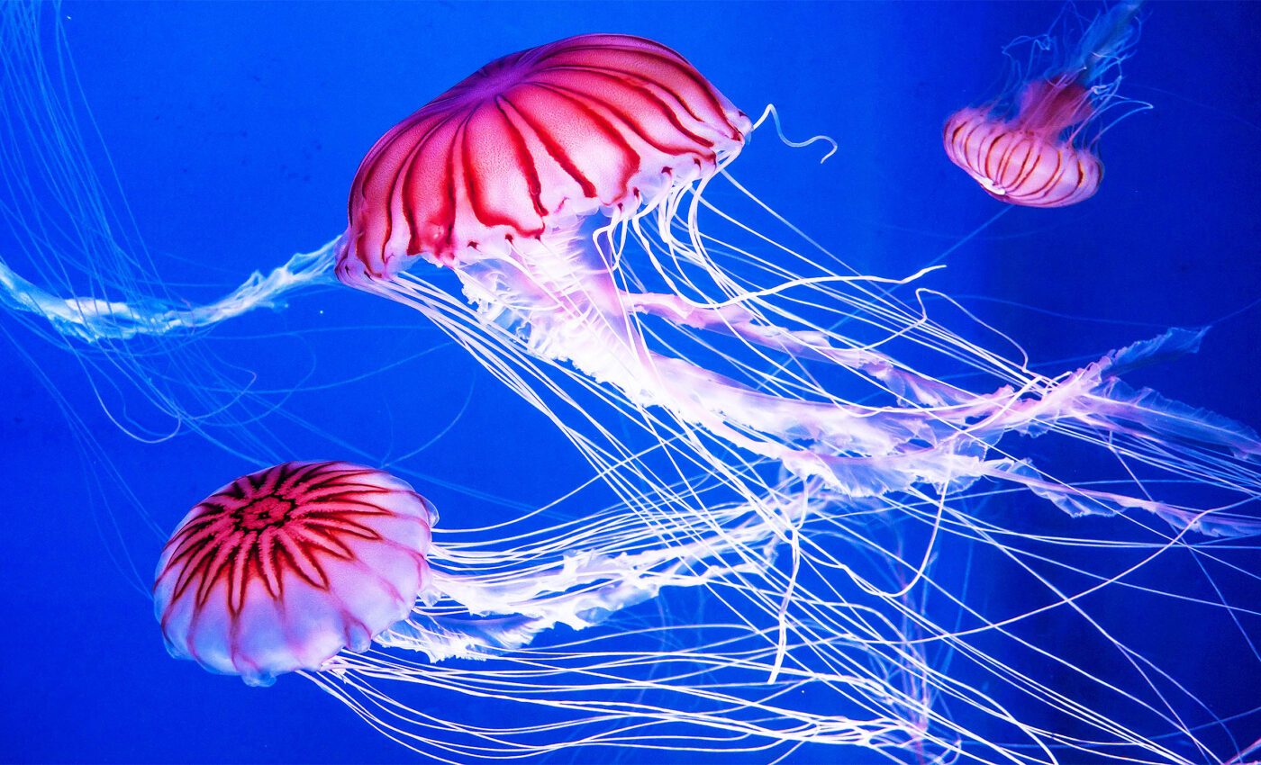 Jellyfish may soon rule Arctic waters as climate pushes them north
