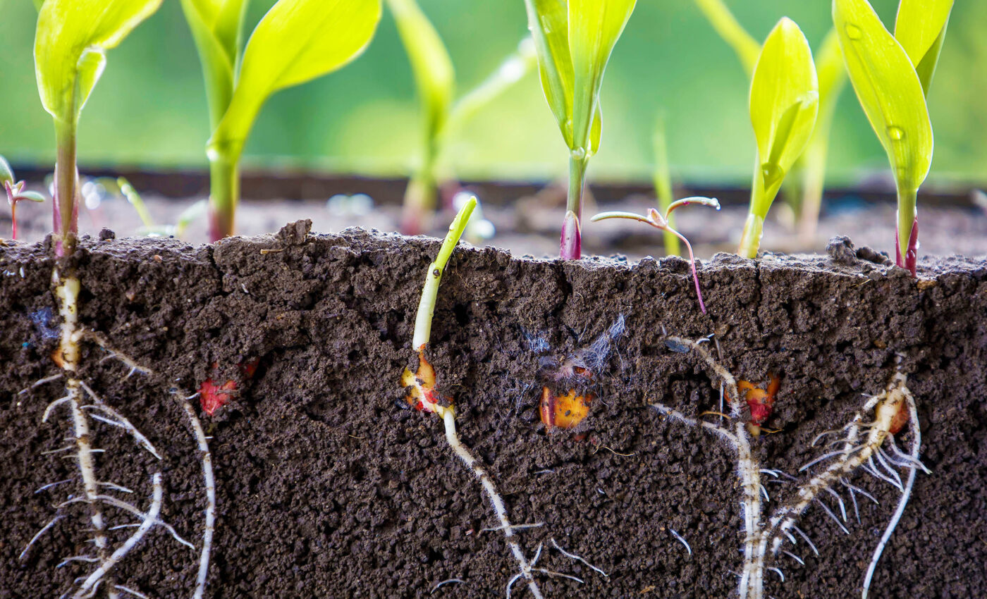 Scientists learn what makes plants grow strong roots in new study