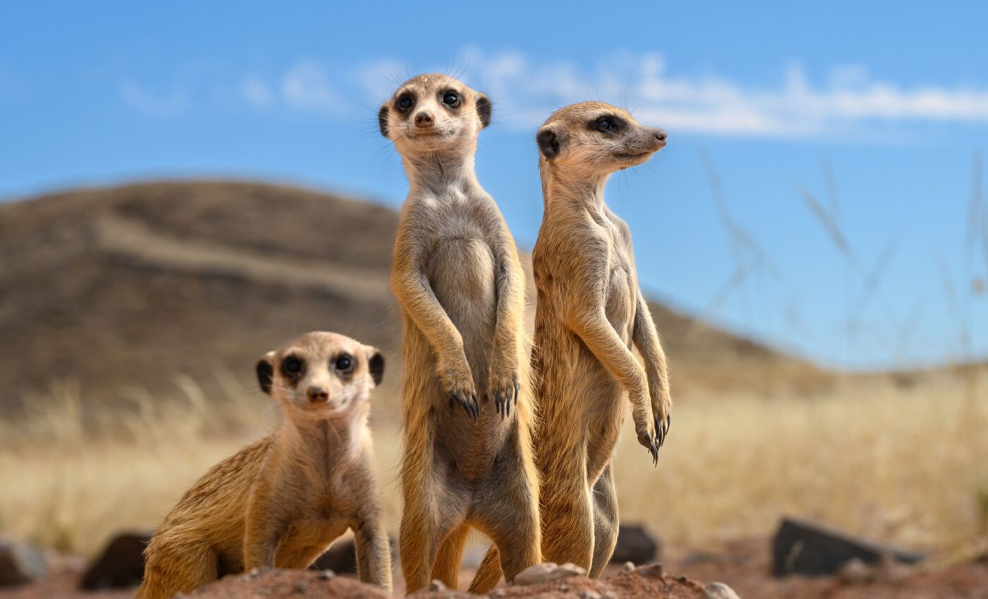 Decoding the secret language of meerkats
