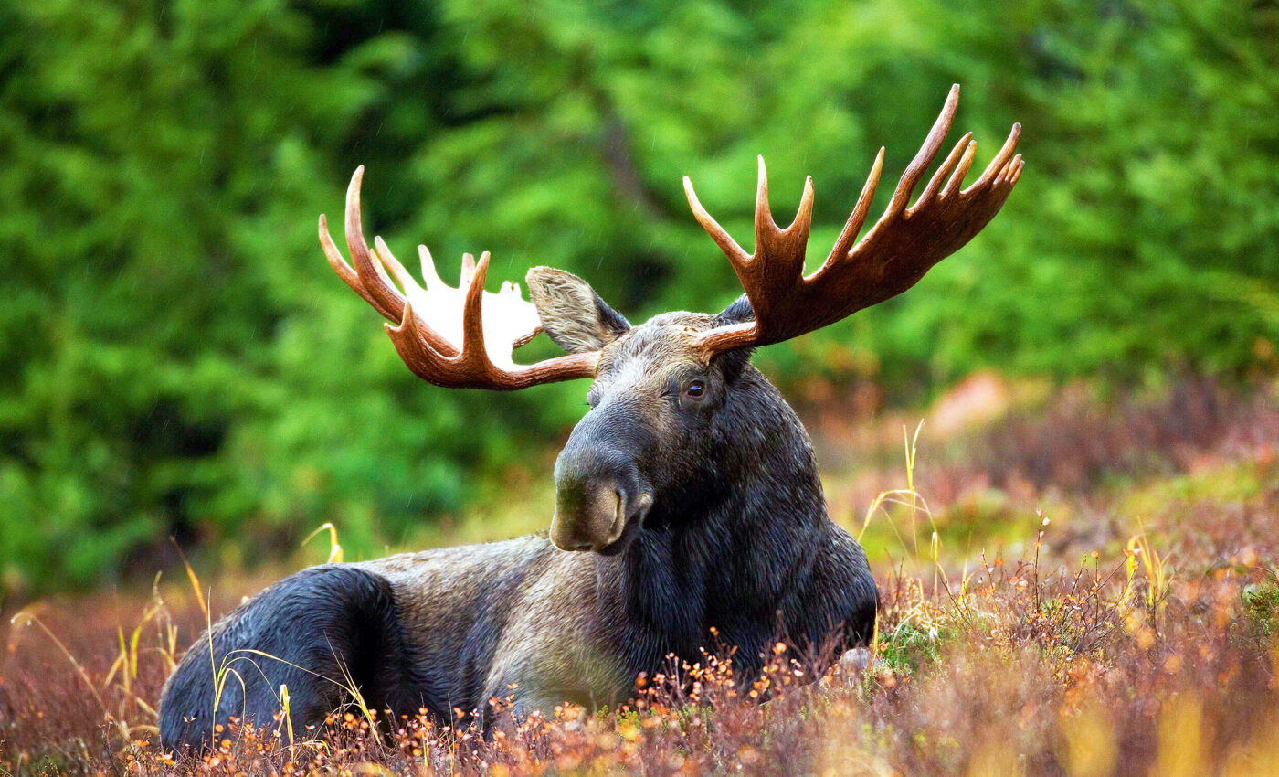 All headgears of hoofed mammals come from a common ancestor