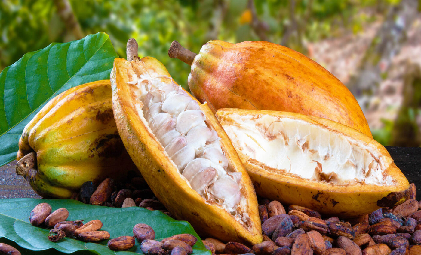Healthier chocolate created by using the entire cocoa fruit