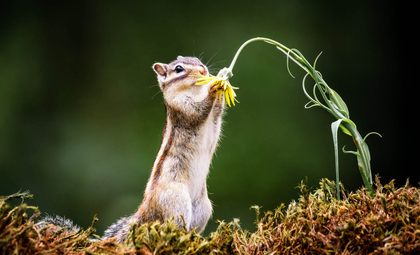 Small mammals play a vital role in maintaining forest health