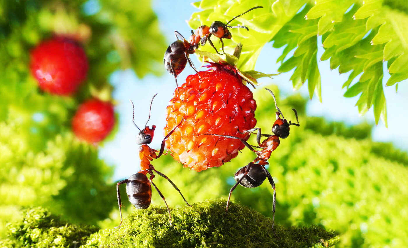 Ants given caffeine do an even better job of locating food