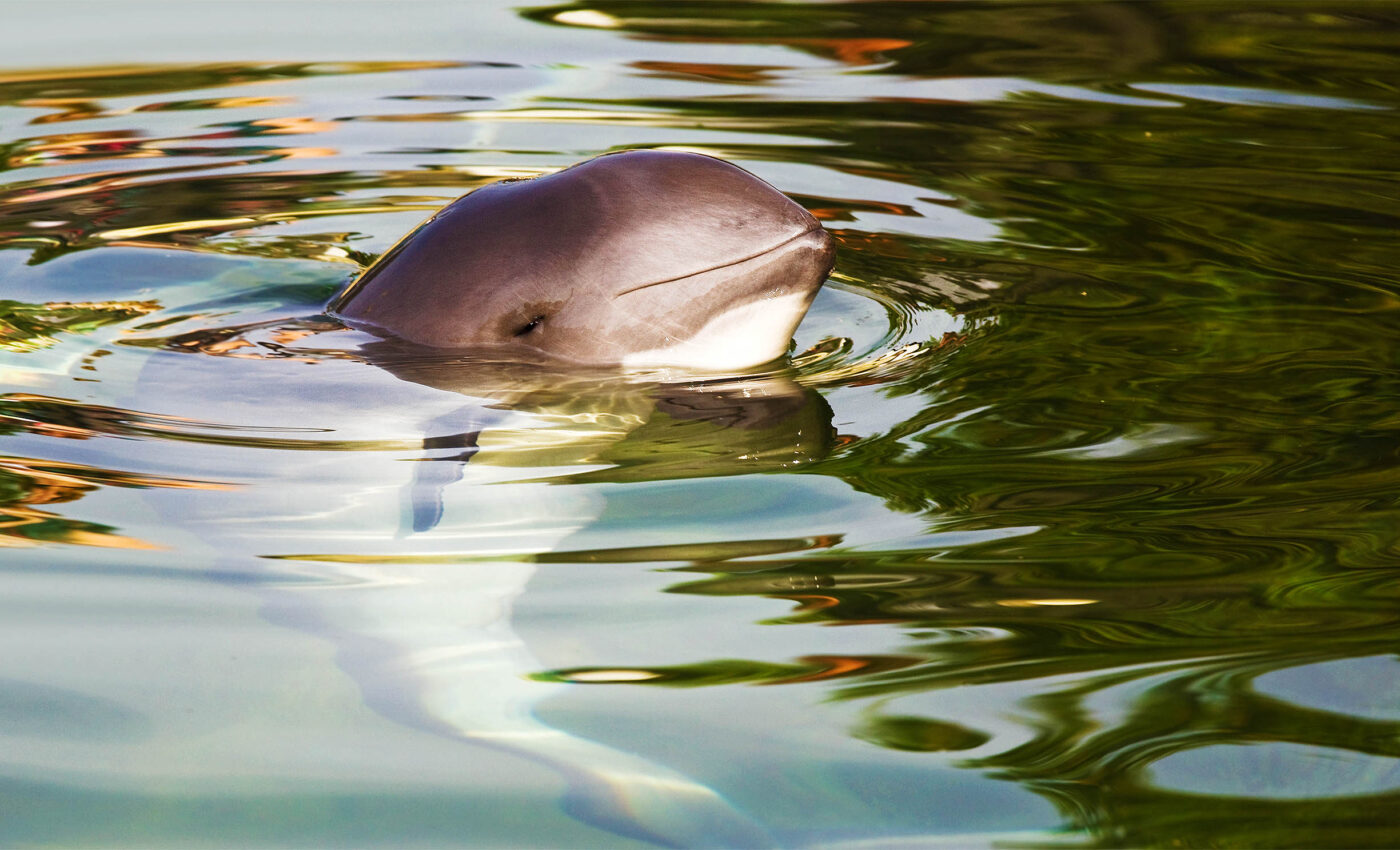 Harbor porpoises are being harmed by traffic from boats and ships