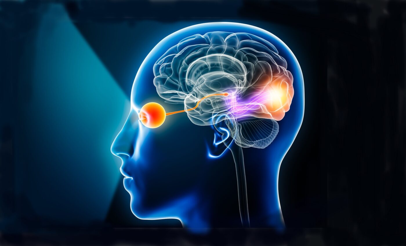 How the human brain processes visual information