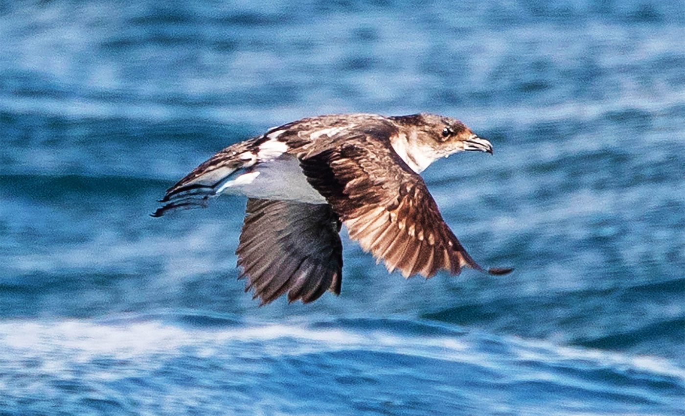Rare birds return home due to unique conservation efforts