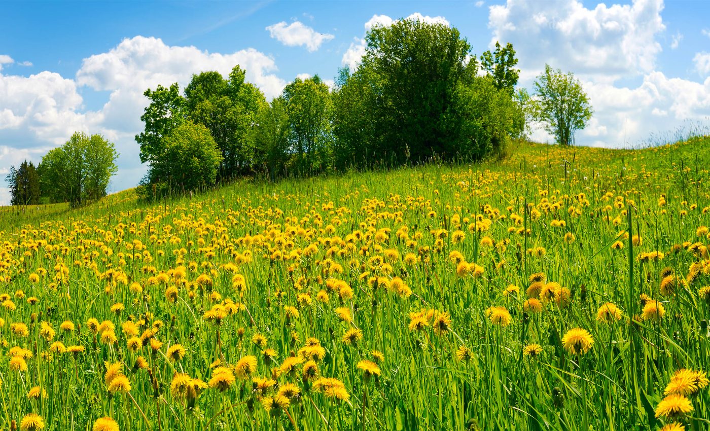 Why some plants spread farther and grow faster than others