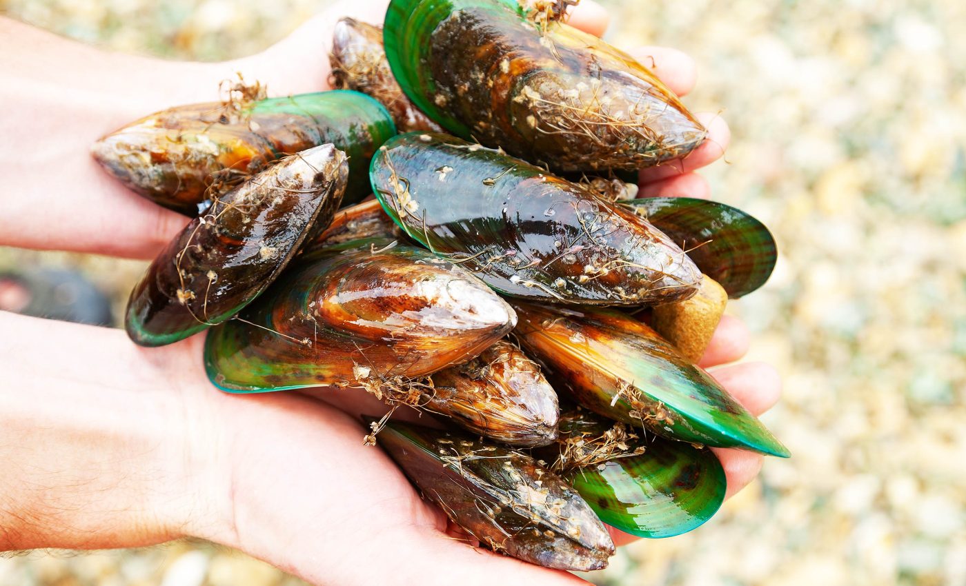 Coastal mussel harvesting shut down due to shellfish poison outbreak