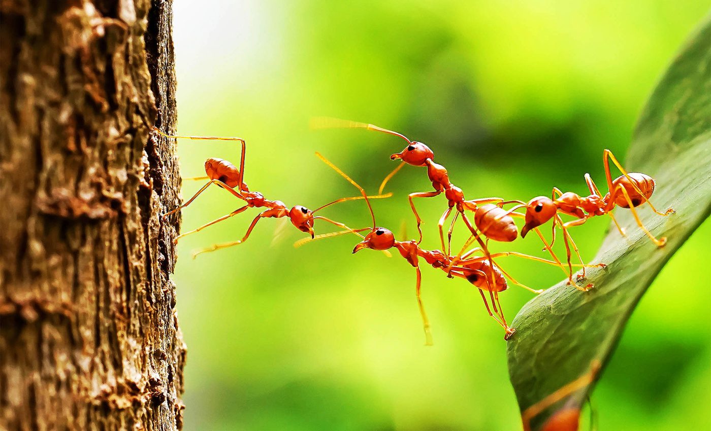Determining the sex of ants is no easy task
