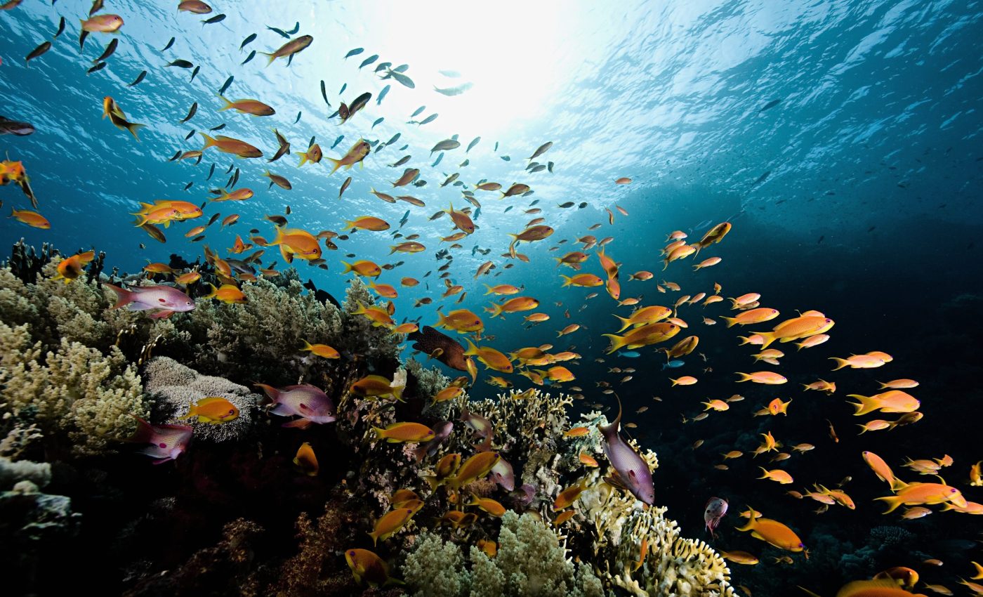 Marine protected areas lack critical fish habitats