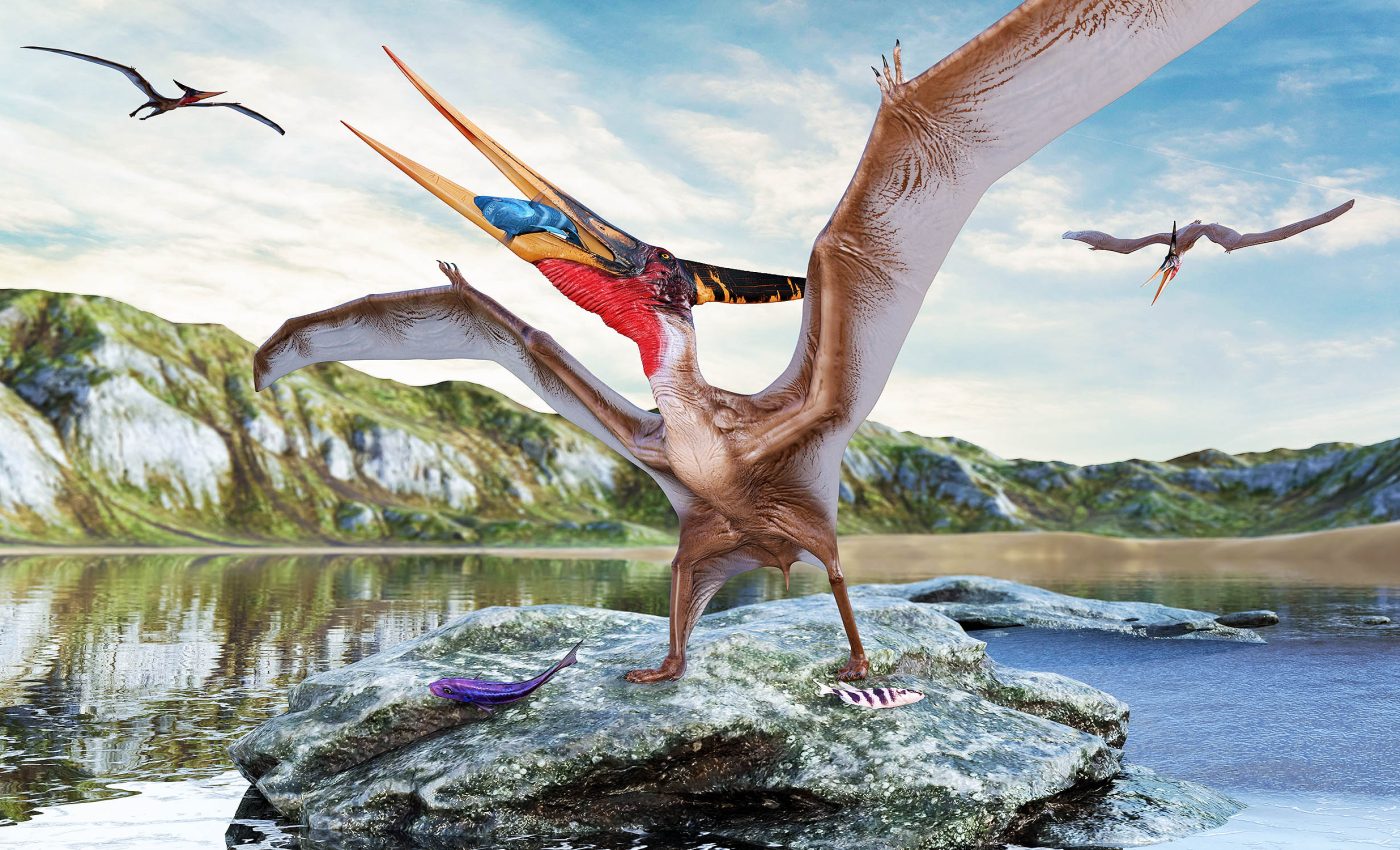 New Pterosaur species named 'Abfab' had wings as wide as a car
