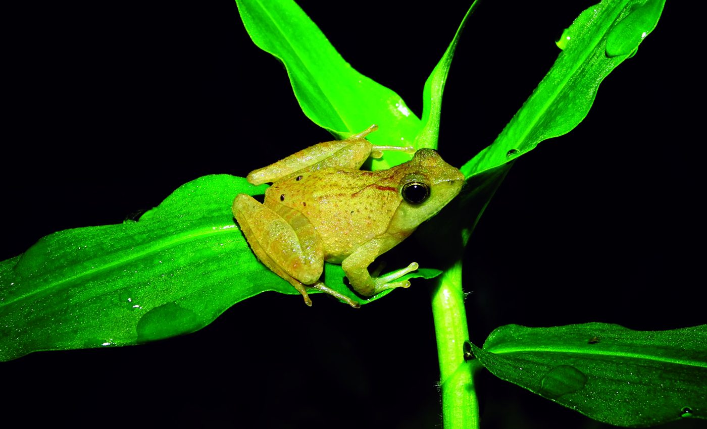 Puddle frogs have a secret weapon against climate change