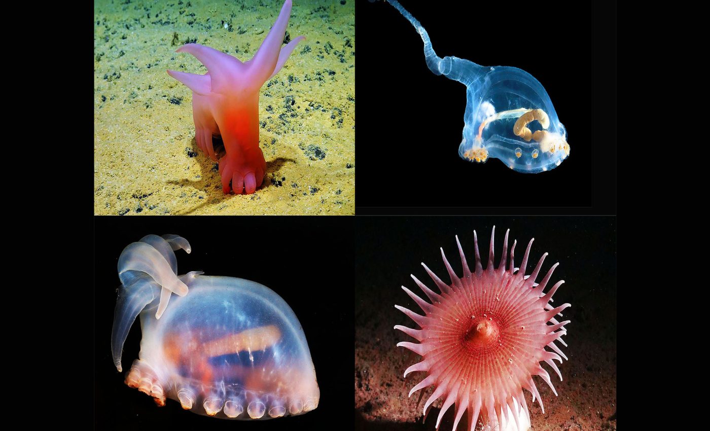 Sea pigs, unicumbers, and other stunning new sea creatures discovered