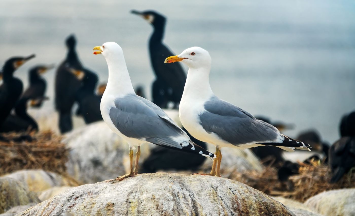 Rat removal helps seabirds thrive on restored islands