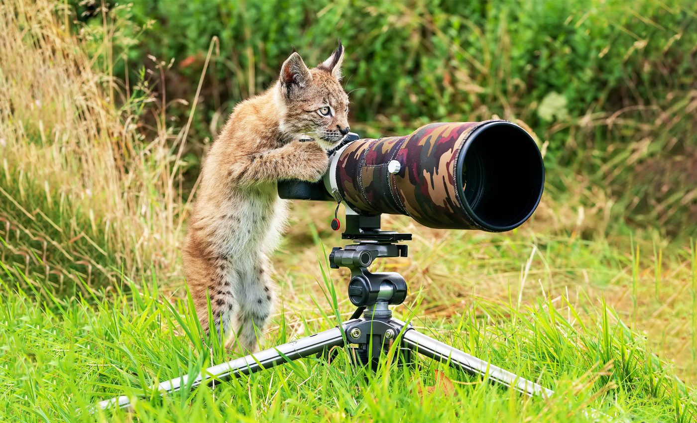 AI tool 'SuperAnimal' can accurately analyze animal behavior