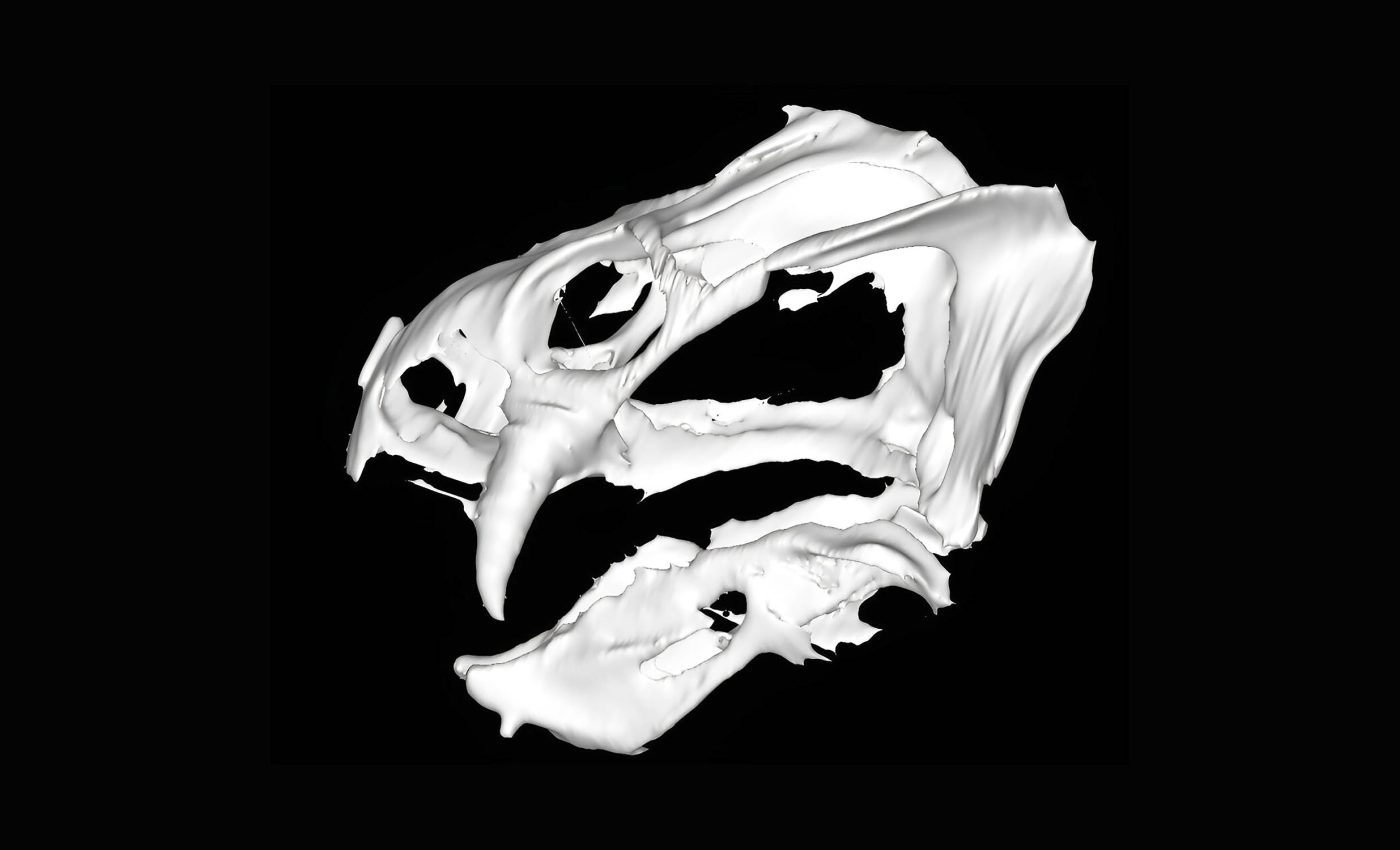 250-million-year-old fossil unveiled by modern scanning techniques