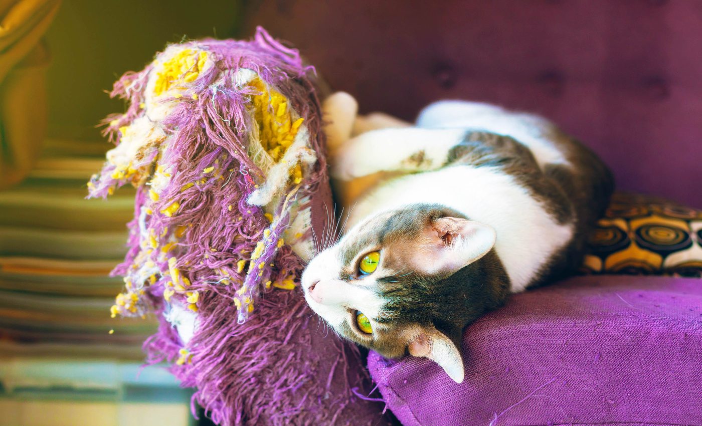 Scientists learn how to stop cats from scratching the furniture