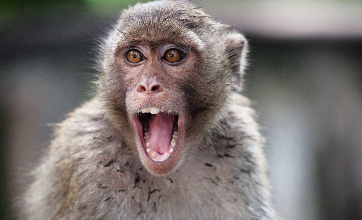 Primates who are facially expressive make the best leaders