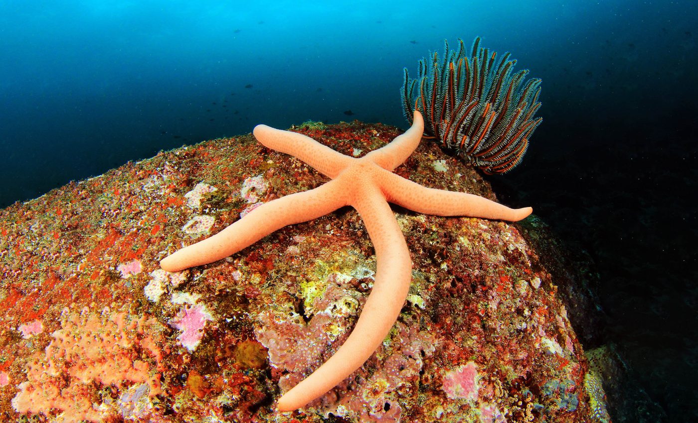 Discovery: "Dark oxygen" is produced on the ocean floor without sunlight